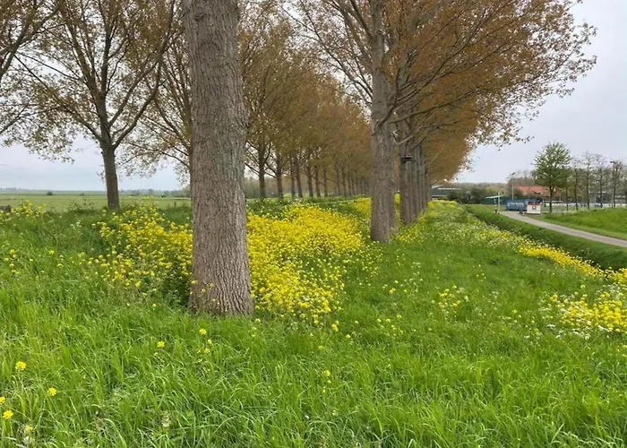 By Water Near Rotterdam